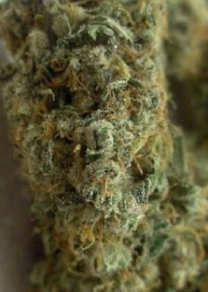 Paradise Seeds - VERTIGO | Autoflowering cannabis seeds - Image 4