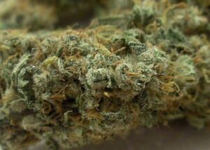 Paradise Seeds - VERTIGO | Autoflowering cannabis seeds - Image 5