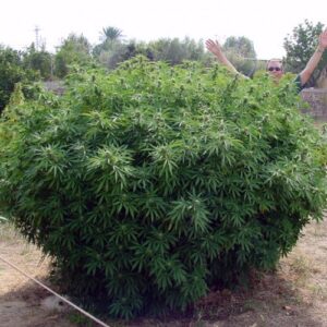 Paradise Seeds - OPIUM | Feminized cannabis seeds - Image 6