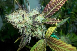 Paradise Seeds - OPIUM | Feminized cannabis seeds - Image 7