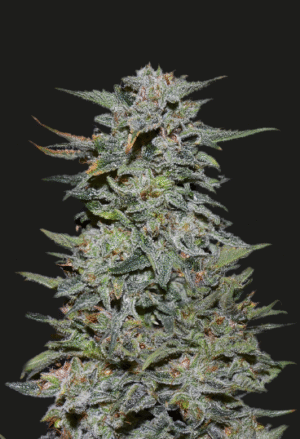 Semena extrémně silného konopí - Boy Scout Cookies