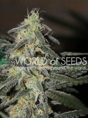 Semena konopí Northern Light X Big Bud Early Harvest