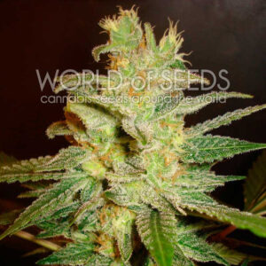Semena konopí Northern Light X Big Bud Early Harvest