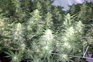 Semena konopí Northern Light X Big Bud Early Harvest