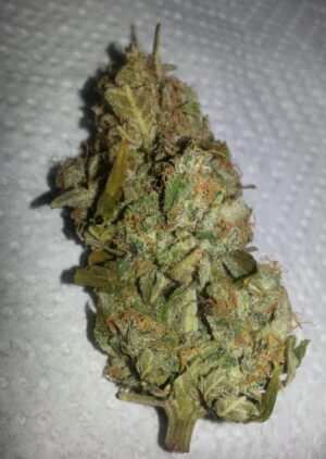 Semena konopí Northern Light X Big Bud Early Harvest