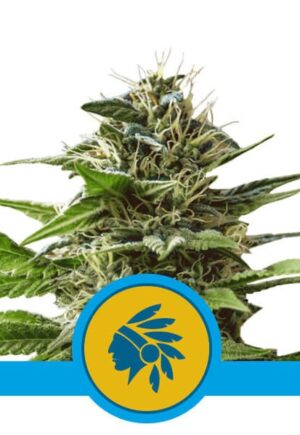 Semena konopí bez THC Tatanka Pure CBD