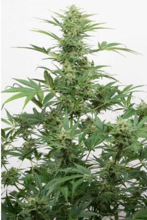Semena konopí bez THC Tatanka Pure CBD