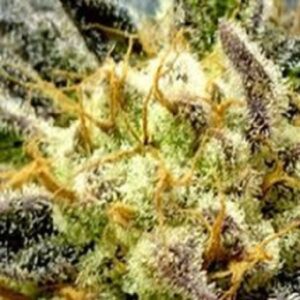 Semena konopí bez THC Tatanka Pure CBD