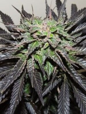 Dutch Passion - AUTO NIGHT QUEEN® | Autoflowering Hemp Seeds - Image 5