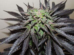 Dutch Passion - AUTO NIGHT QUEEN® | Autoflowering Hemp Seeds - Image 13