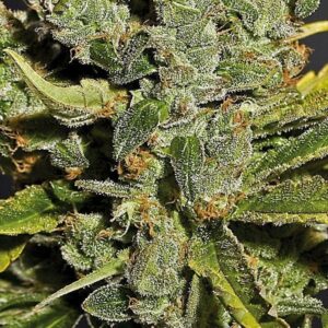 Royal Queen Seeds - ROYAL CHEESE AUTOMATIC | Hemp autoflowering seeds - Image 9
