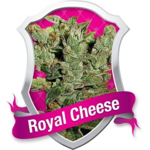 Royal Queen Seeds - ROYAL CHEESE AUTOMATIC | Hemp autoflowering seeds - Image 10