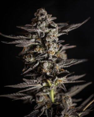 Semena konopí s excelentní chutí Expert Blue Cheese