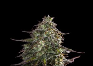 Semena konopí s excelentní chutí Expert Blue Cheese