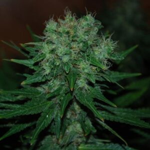 Semena konopí s excelentní chutí Expert Blue Cheese
