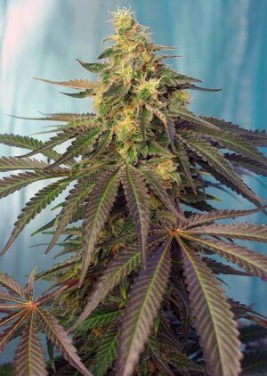 Semena léčivého konopí Cream Caramel CBD