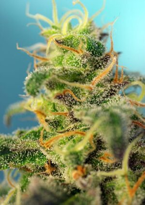 Semena léčivého konopí Cream Caramel CBD