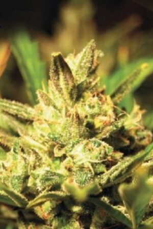 Green House Seed - SUPER CRITICAL | Feminized cannabis seeds - Image 5