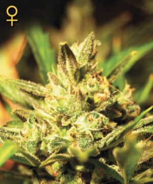 Green House Seed - SUPER CRITICAL | Feminized cannabis seeds - Image 9