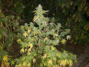 Semena nejchutnější marihuany BubbleGum Fast