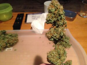 Semena nejchutnější marihuany BubbleGum Fast