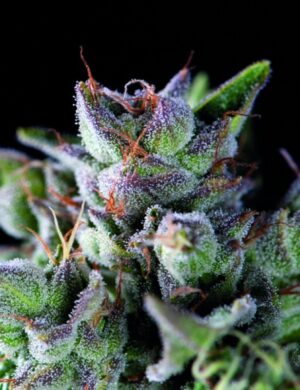 Semena nejlepšího konopí Pyramid Gorila