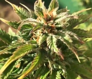 Semena nejlepšího konopí Pyramid Gorila