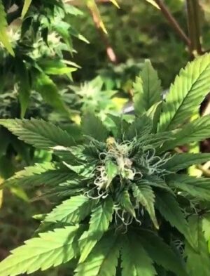 Semena nejlepšího konopí Pyramid Gorila