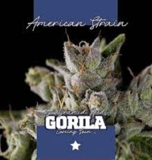 Semena nejlepšího konopí Pyramid Gorila