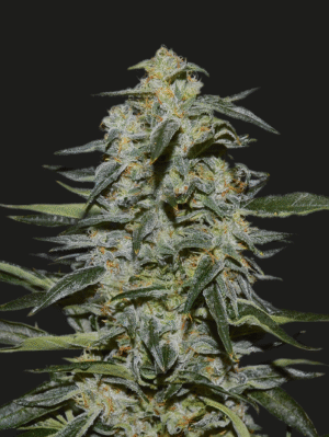 Semena nejsilnějšího konopí - Katyusha