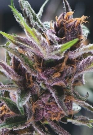 Semena silného konopí Black Cherry Punch