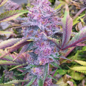 Semena silného konopí Black Cherry Punch