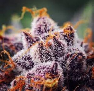 Semena silného konopí Black Cherry Punch