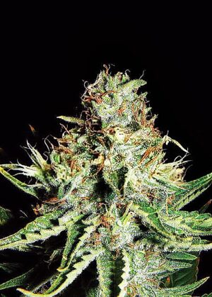 Semena skvělé marihuany Sweet Cream XXL Auto