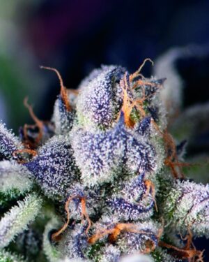 Semena sladkého konopí Pyramid Cookies