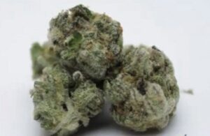 Semena sladkého konopí Pyramid Cookies