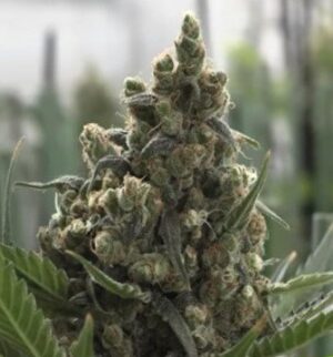 Semena sladkého konopí Pyramid Cookies