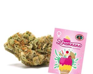 Semena velice dobré marihuany Strawnana Sundae