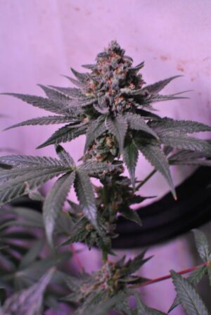 Semena velmi silného konopí Blue Monkey