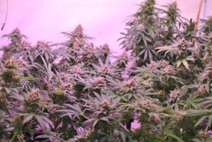 Semena velmi silného konopí Blue Monkey