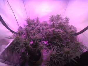 Semena velmi silného konopí Blue Monkey