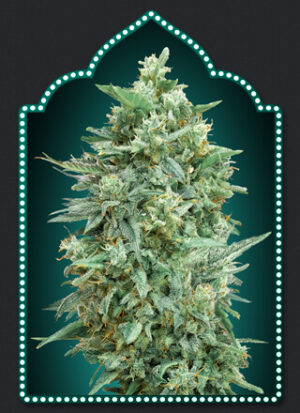 Semena výnosné konopné klasiky - Northern Lights XXL Auto