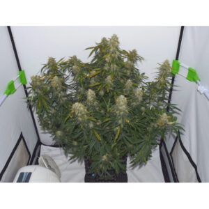 Semena výnosné konopné klasiky - Northern Lights XXL Auto