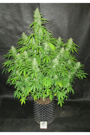 Semena výnosné konopné klasiky - Northern Lights XXL Auto