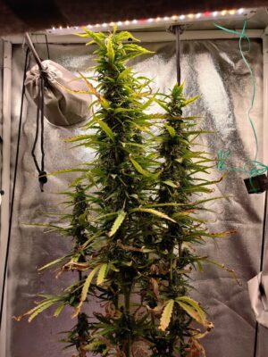 Semena výnosné konopné klasiky - Northern Lights XXL Auto