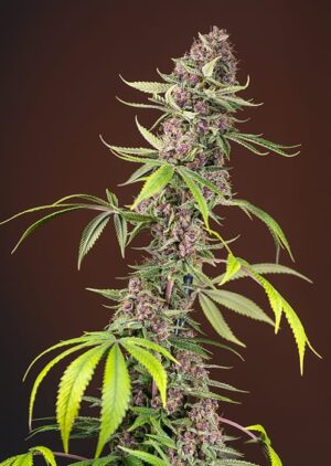 Semena vysoce aromatického konopí - Red Mandarine F1 Fast Version