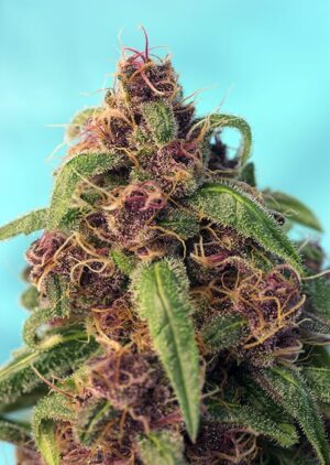 Semena vysoce aromatického konopí - Red Mandarine F1 Fast Version