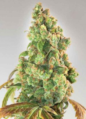 Semena zdravého konopí Nurse Lilly CBD