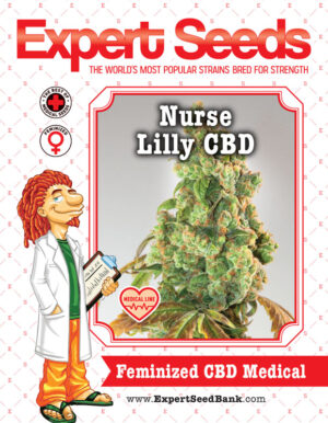 Semena zdravého konopí Nurse Lilly CBD