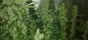 Semínka konopí pro experty Northern Lights #5 x Haze